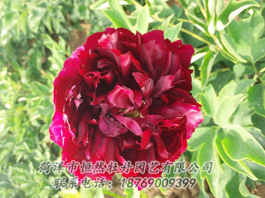 點(diǎn)擊查看詳細(xì)信息<br>標(biāo)題：紅色牡丹 閱讀次數(shù)：966