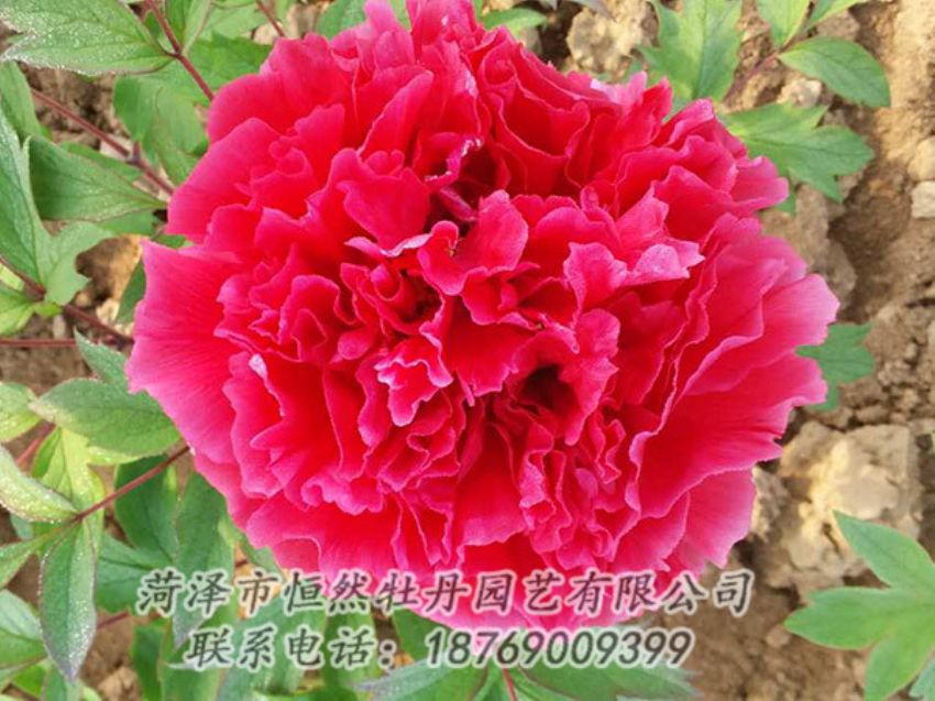 點(diǎn)擊查看詳細(xì)信息<br>標(biāo)題：紅色牡丹 閱讀次數(shù)：1078