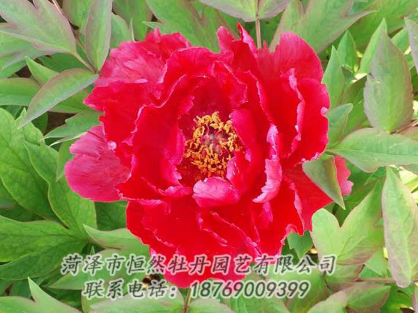 點(diǎn)擊查看詳細(xì)信息<br>標(biāo)題：紅色牡丹 閱讀次數(shù)：1117
