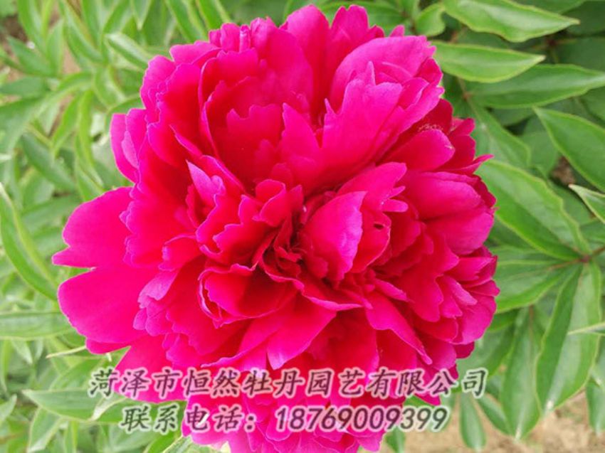 點(diǎn)擊查看詳細(xì)信息<br>標(biāo)題：紅色芍藥 閱讀次數(shù)：1005