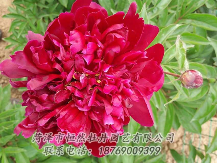 點(diǎn)擊查看詳細(xì)信息<br>標(biāo)題：紅色芍藥 閱讀次數(shù)：1047