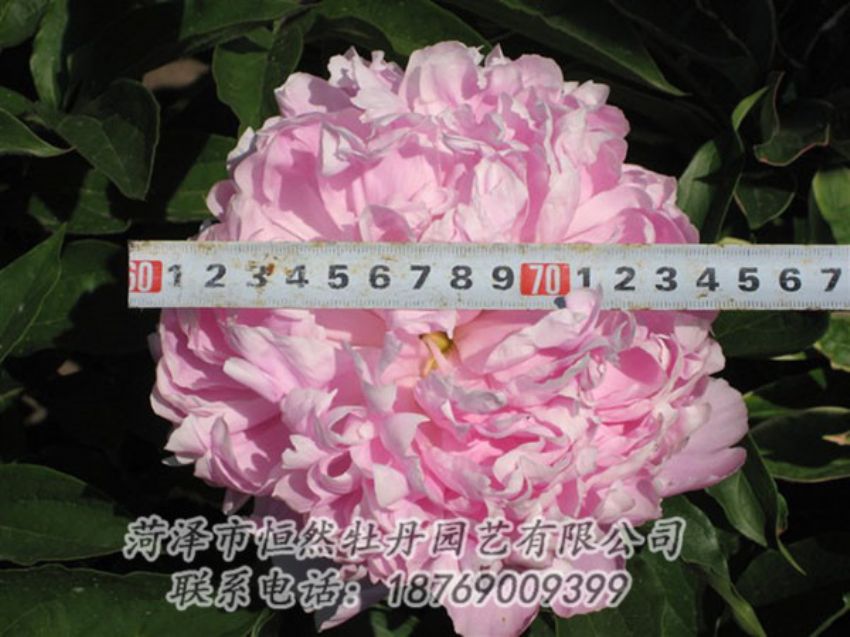 點擊查看詳細信息<br>標題：桃面爭春 閱讀次數(shù)：1211