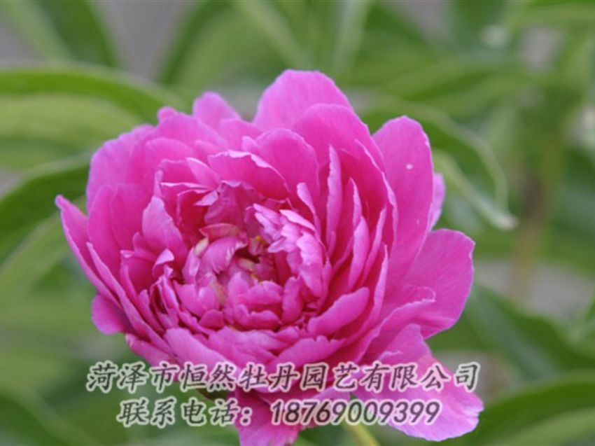 點(diǎn)擊查看詳細(xì)信息<br>標(biāo)題：紅茶花 閱讀次數(shù)：1016