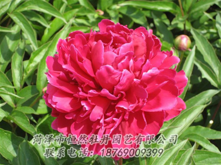 點(diǎn)擊查看詳細(xì)信息<br>標(biāo)題：國(guó)紅 閱讀次數(shù)：1001