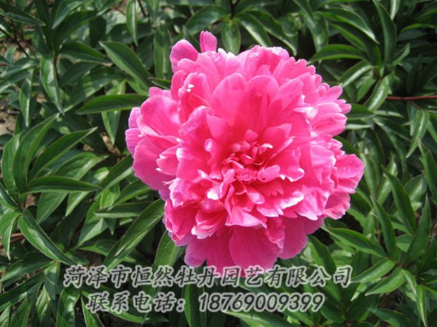 點擊查看詳細信息<br>標題：富貴紅 閱讀次數(shù)：984