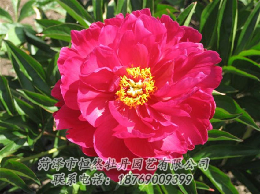 點擊查看詳細信息<br>標題：大紅赤金 閱讀次數(shù)：1066