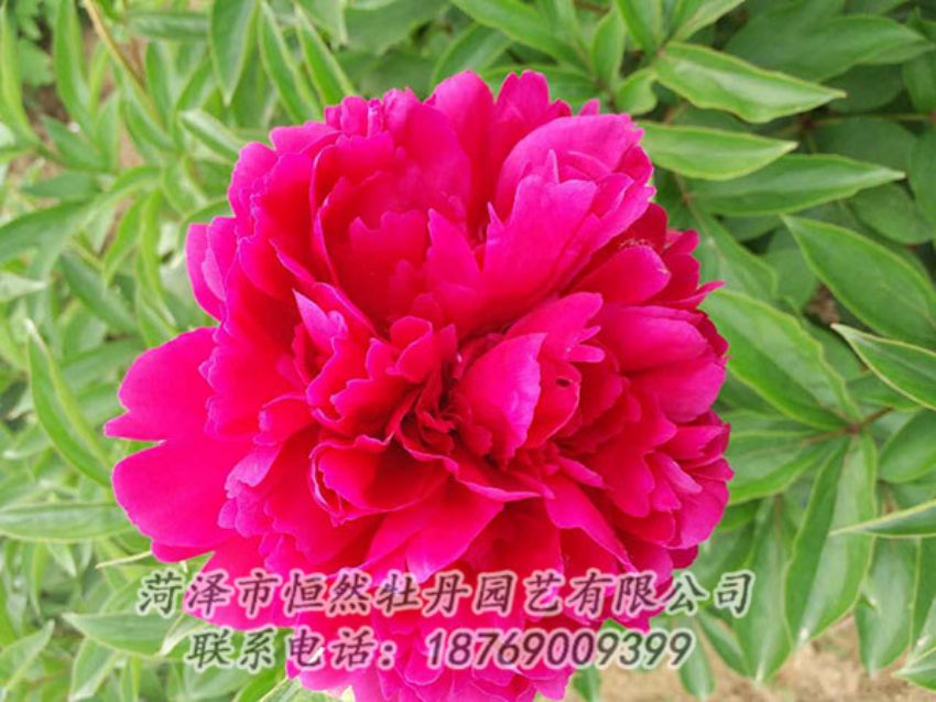 點擊查看詳細信息<br>標題：紅色芍藥 閱讀次數(shù)：1011