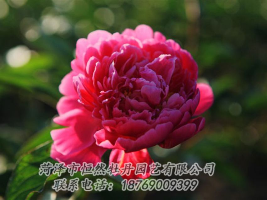 點擊查看詳細信息<br>標題：大紅赤金 閱讀次數(shù)：1044