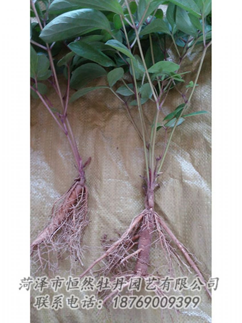 點擊查看詳細(xì)信息<br>標(biāo)題：二年芍藥苗 閱讀次數(shù)：1088