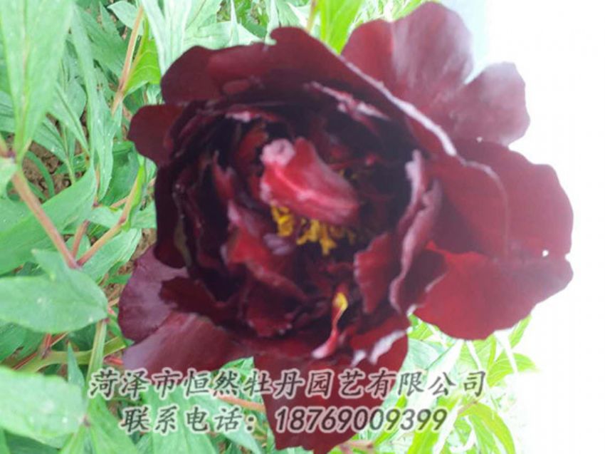 點擊查看詳細信息<br>標題：黑色牡丹 閱讀次數(shù)：1155
