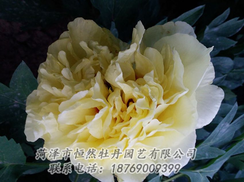 點(diǎn)擊查看詳細(xì)信息<br>標(biāo)題：黃色牡丹 閱讀次數(shù)：1125