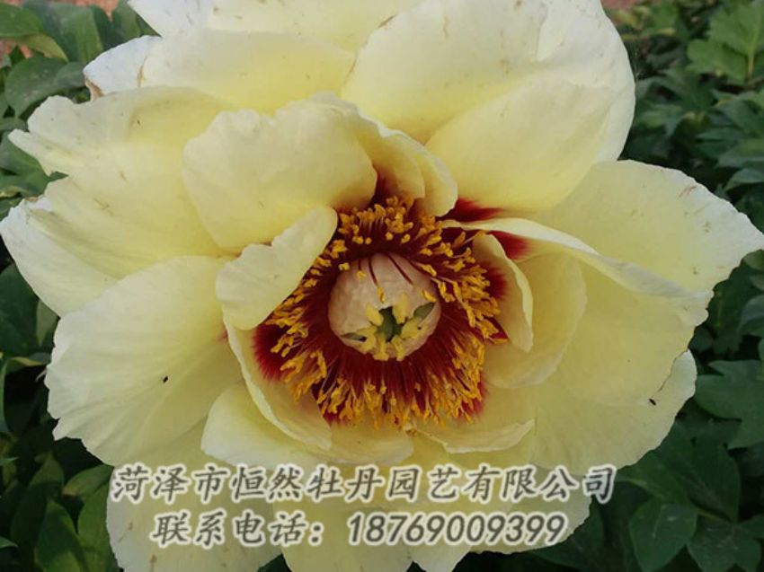 點(diǎn)擊查看詳細(xì)信息<br>標(biāo)題：黃色牡丹 閱讀次數(shù)：1138