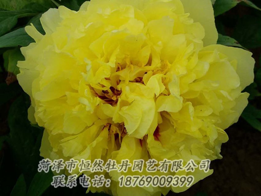 點擊查看詳細(xì)信息<br>標(biāo)題：黃色牡丹 閱讀次數(shù)：1147