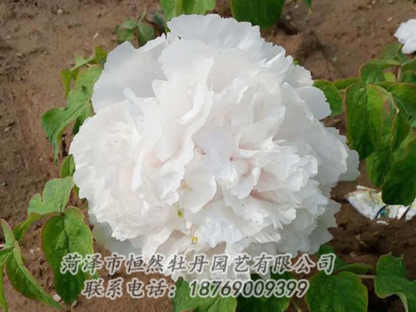 點(diǎn)擊查看詳細(xì)信息<br>標(biāo)題：白色牡丹 閱讀次數(shù)：993