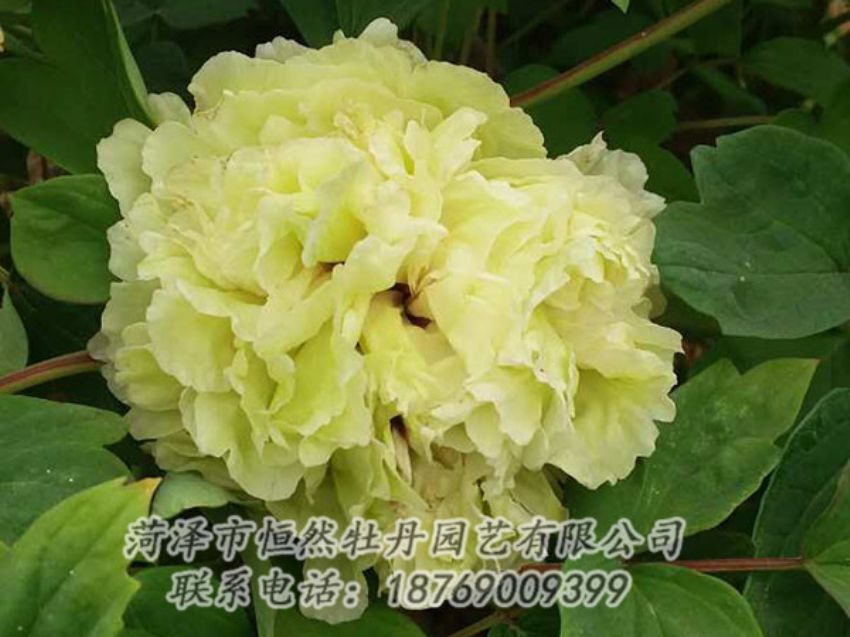 點擊查看詳細信息<br>標題：綠色 閱讀次數：1069