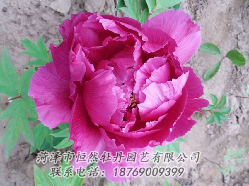 點(diǎn)擊查看詳細(xì)信息<br>標(biāo)題：紫色牡丹 閱讀次數(shù)：1039
