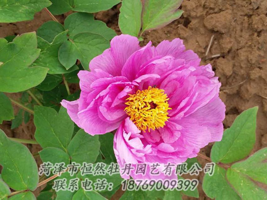 點擊查看詳細信息<br>標題：紫色牡丹 閱讀次數(shù)：1148