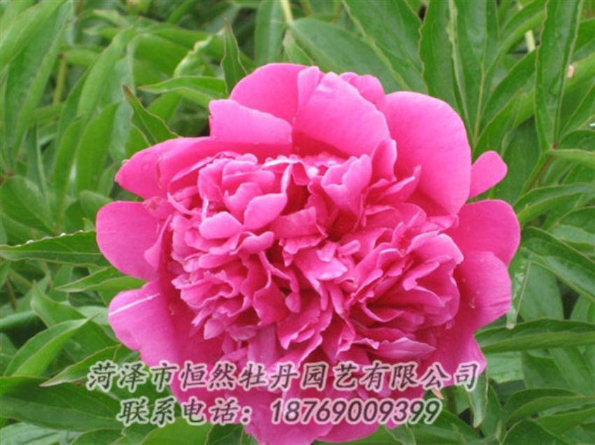 點(diǎn)擊查看詳細(xì)信息<br>標(biāo)題：永生紅 閱讀次數(shù)：1032