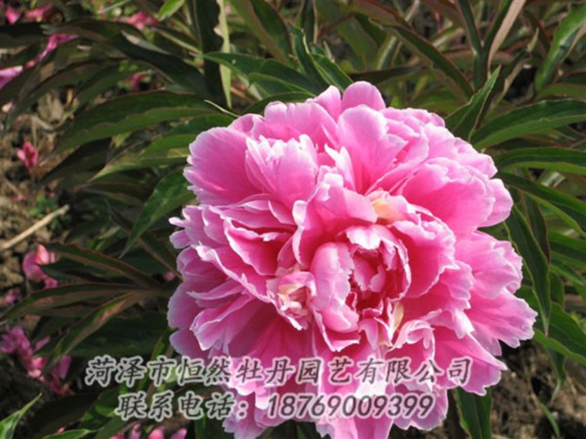 點(diǎn)擊查看詳細(xì)信息<br>標(biāo)題：西施紅妝 閱讀次數(shù)：1034