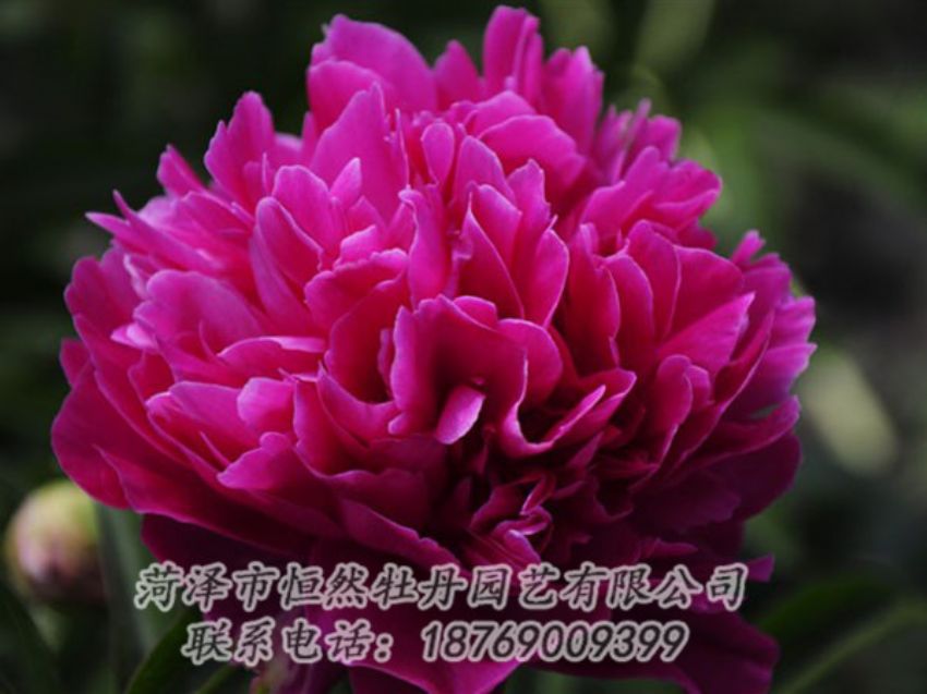 點(diǎn)擊查看詳細(xì)信息<br>標(biāo)題：瑪瑙紅 閱讀次數(shù)：1004