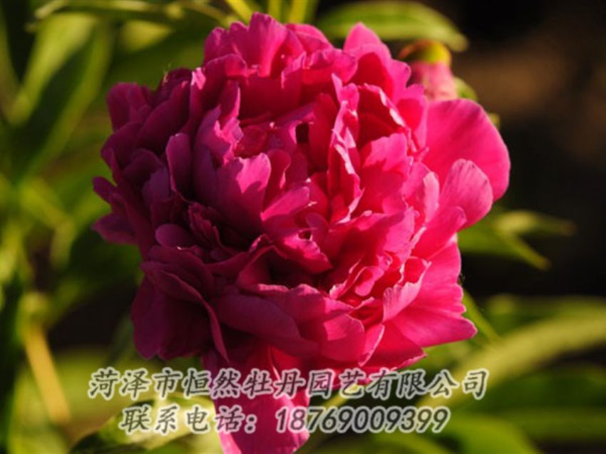 點(diǎn)擊查看詳細(xì)信息<br>標(biāo)題：老來(lái)紅 閱讀次數(shù)：976