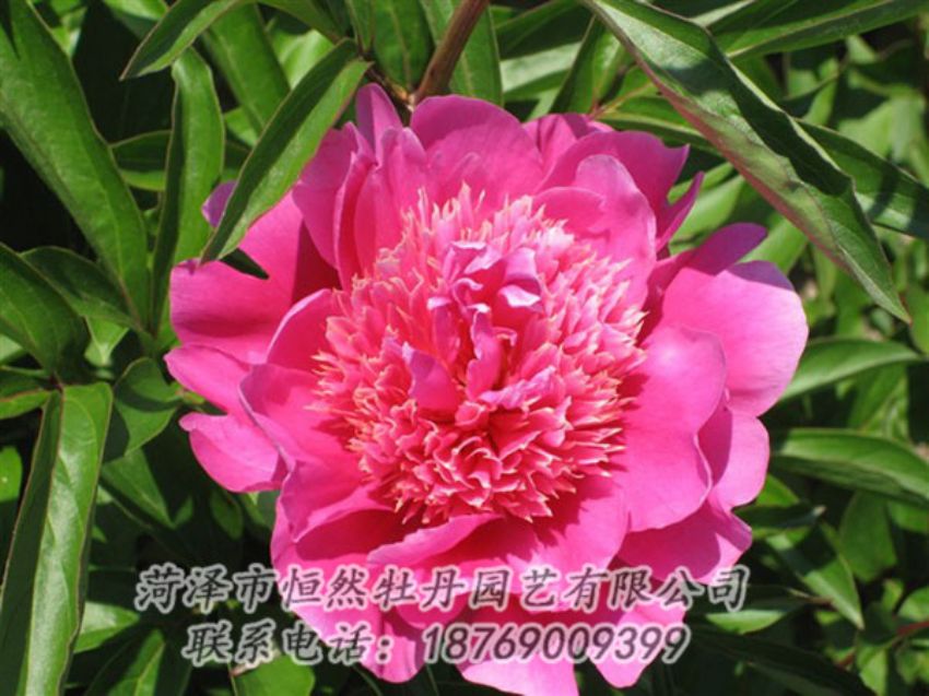 點(diǎn)擊查看詳細(xì)信息<br>標(biāo)題：紅繡球 閱讀次數(shù)：1009