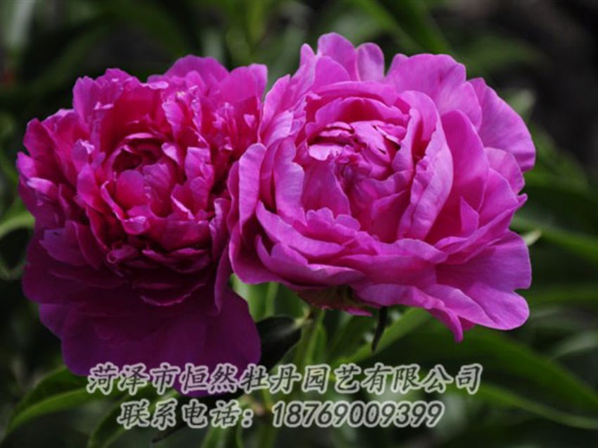 點(diǎn)擊查看詳細(xì)信息<br>標(biāo)題：紅玫瑰 閱讀次數(shù)：967