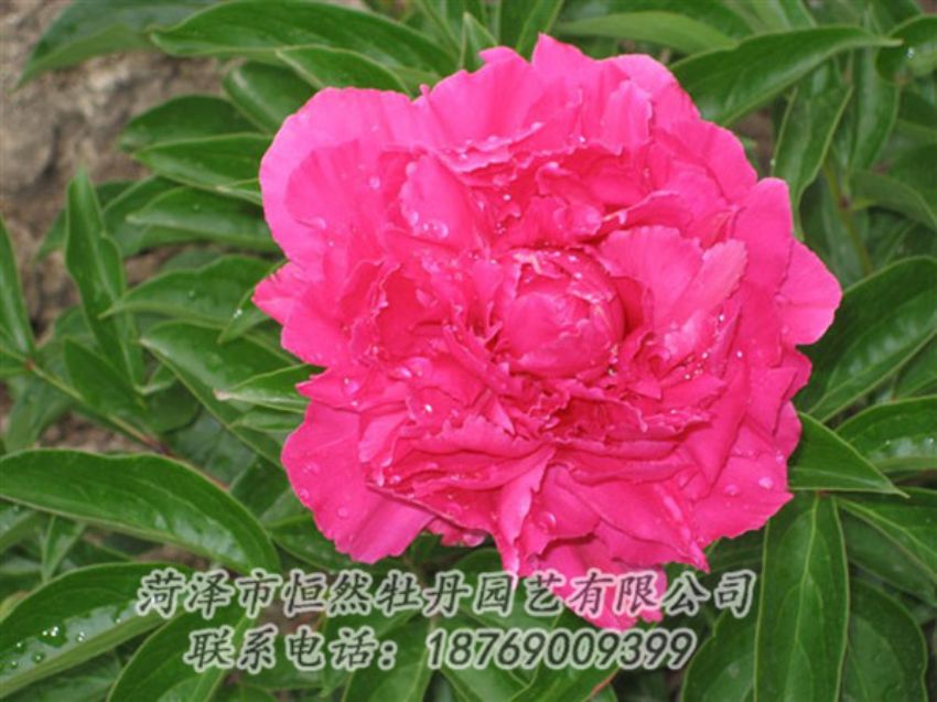 點(diǎn)擊查看詳細(xì)信息<br>標(biāo)題：紅冠芳 閱讀次數(shù)：1042