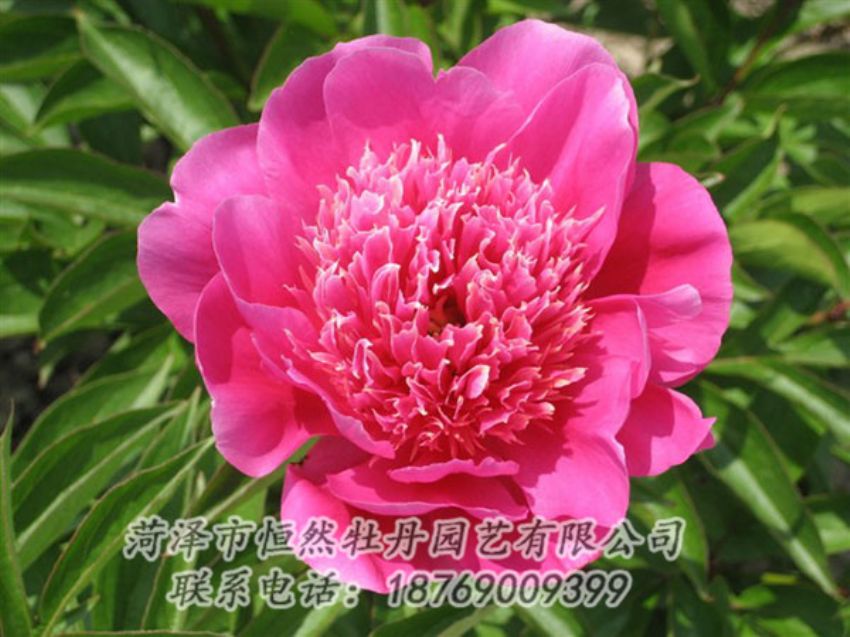 點(diǎn)擊查看詳細(xì)信息<br>標(biāo)題：紅繡球 閱讀次數(shù)：1003