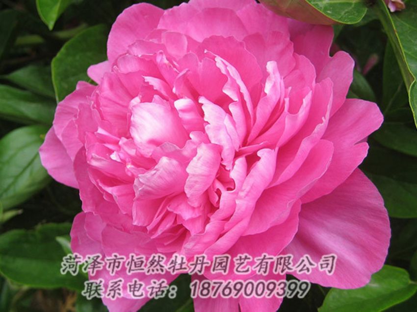 點(diǎn)擊查看詳細(xì)信息<br>標(biāo)題：紅色芍藥 閱讀次數(shù)：1056