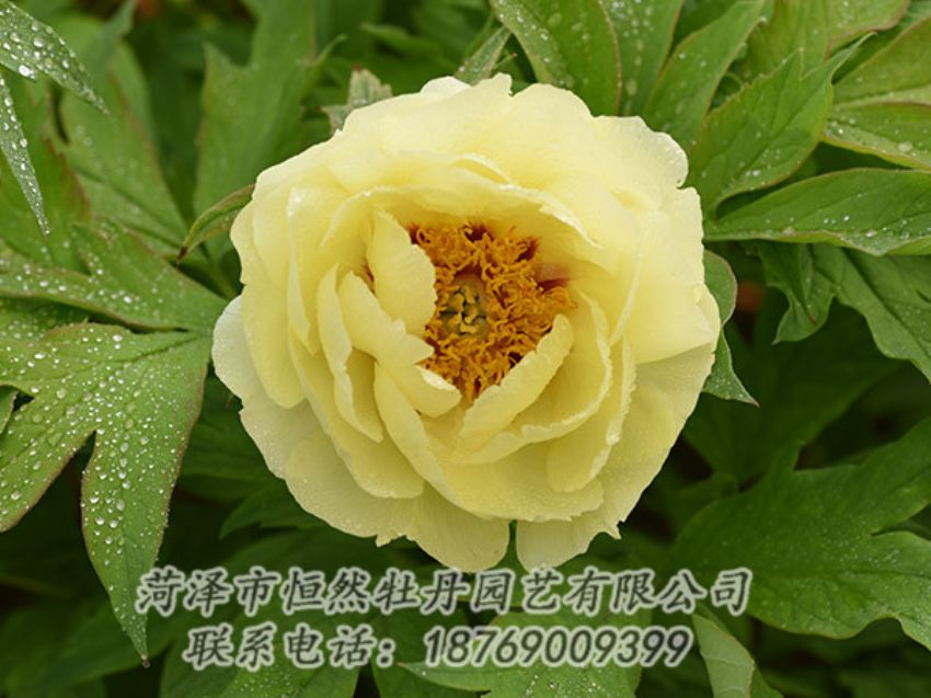 點擊查看詳細信息<br>標題：黃色牡丹 閱讀次數(shù)：1110
