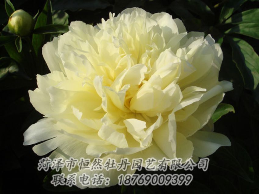 點擊查看詳細信息<br>標題：黃色牡丹 閱讀次數(shù)：1070