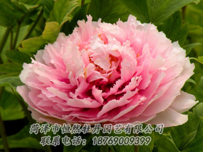 點擊查看詳細信息<br>標題：粉色牡丹 閱讀次數(shù)：1973