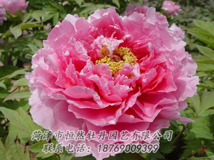 點擊查看詳細信息<br>標題：粉色牡丹 閱讀次數(shù)：1942